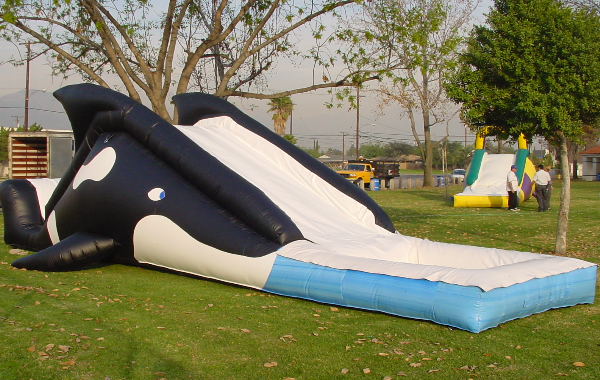 Whale Water Slide